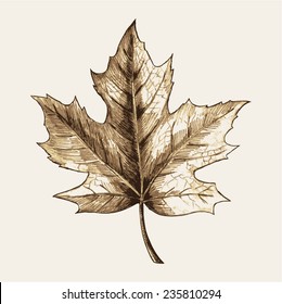 Sketch illustration of a maple leaf