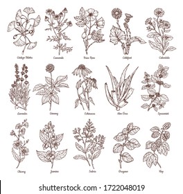 Sketch illustration of medicinal herbs. Vector hand drawn set. Chamomile, gingo beloba, echinacea, calendula, mint, rose hip, lavender. For packaging, patterns, prints.