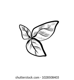 Sketch Illustration of Mint Leaf. Hand Drawn Icon on White Background