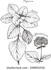 Sketch illustration of an oregano sprig and inflorescence. Fragrant herbs.