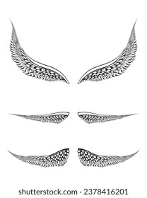 sketch illustration of a pair bird wings. front and back views.