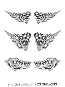 sketch illustration of a pair bird wings. front and back views.