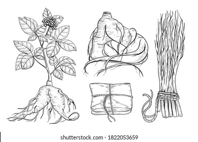 Sketch illustration of panax ginseng. Ginseng medical plant vector drawing. Root and leaves panax ginseng. Hand drawn engraved botanical illustration.Traditional medicine, herbal therapy ingredient.