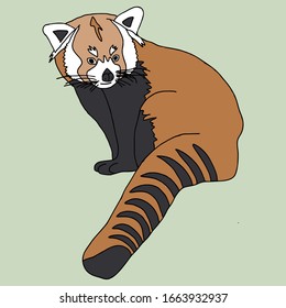 sketch illustration of a red panda, isolated on green.