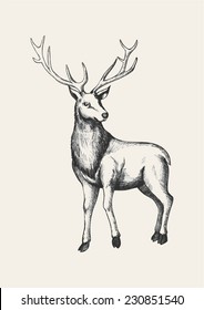 Sketch illustration of a reindeer