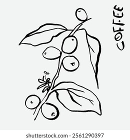 
sketch illustration of Robusta Arabica coffee in ink on digital paper for poster design, packaging, labels, stickers, cafes, restaurants, menus, art prints, paper walls, fabric patterns and promotion