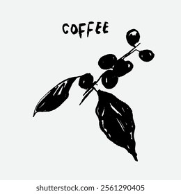 
sketch illustration of Robusta Arabica coffee in ink on digital paper for poster design, packaging, labels, stickers, cafes, restaurants, menus, art prints, paper walls, fabric patterns and promotion