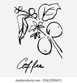 
sketch illustration of Robusta Arabica coffee in ink on digital paper for poster design, packaging, labels, stickers, cafes, restaurants, menus, art prints, paper walls, fabric patterns and promotion