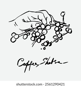 
sketch illustration of Robusta Arabica coffee in ink on digital paper for poster design, packaging, labels, stickers, cafes, restaurants, menus, art prints, paper walls, fabric patterns and promotion