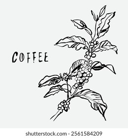 
sketch illustration of Robusta Arabica coffee in ink on digital paper for poster design, packaging, labels, stickers, cafes, restaurants, menus, art prints, paper walls, fabric patterns and promotion