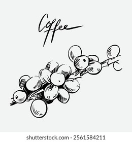 
sketch illustration of Robusta Arabica coffee in ink on digital paper for poster design, packaging, labels, stickers, cafes, restaurants, menus, art prints, paper walls, fabric patterns and promotion