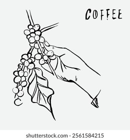 
sketch illustration of Robusta Arabica coffee in ink on digital paper for poster design, packaging, labels, stickers, cafes, restaurants, menus, art prints, paper walls, fabric patterns and promotion