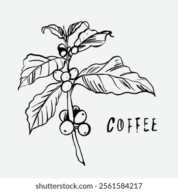 
sketch illustration of Robusta Arabica coffee in ink on digital paper for poster design, packaging, labels, stickers, cafes, restaurants, menus, art prints, paper walls, fabric patterns and promotion