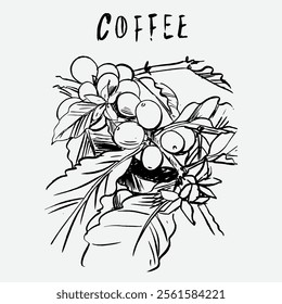 
sketch illustration of Robusta Arabica coffee in ink on digital paper for poster design, packaging, labels, stickers, cafes, restaurants, menus, art prints, paper walls, fabric patterns and promotion