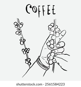 
sketch illustration of Robusta Arabica coffee in ink on digital paper for poster design, packaging, labels, stickers, cafes, restaurants, menus, art prints, paper walls, fabric patterns and promotion