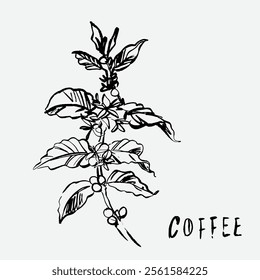 
sketch illustration of Robusta Arabica coffee in ink on digital paper for poster design, packaging, labels, stickers, cafes, restaurants, menus, art prints, paper walls, fabric patterns and promotion