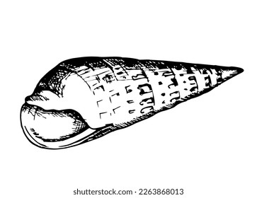 Sketch illustration of sea shell, Seashell hand draw black and white clip art isolated on white background. Nature ocean aquatic underwater vector. Hand drawn
