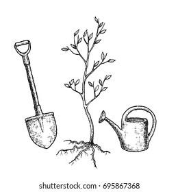 Sketch illustration of seedling tree, shovel and watering can - tree planting. Vector