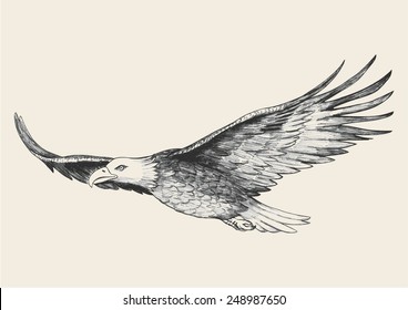 Sketch illustration soaring eagle
