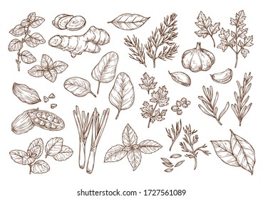 Sketch Illustration Of Spices And Herbs. Hand Drawing. To Create Ads, Prints, Menus, Packaging.