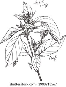 Sketch illustration of a sprig of basil. Fragrant herbs.