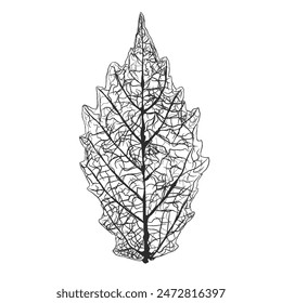 sketch illustration of textured leaf image