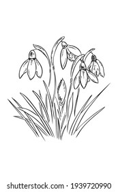 Sketch illustration vector group of snowdrop flowers illustration in the graphics. black and white spring flowers. Illustration for postcards, books.