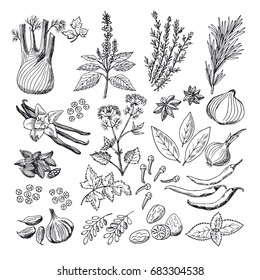 Sketch illustrations of spices and herbs. Vintage hand drawn vector. Herb botany spice and vintage plant