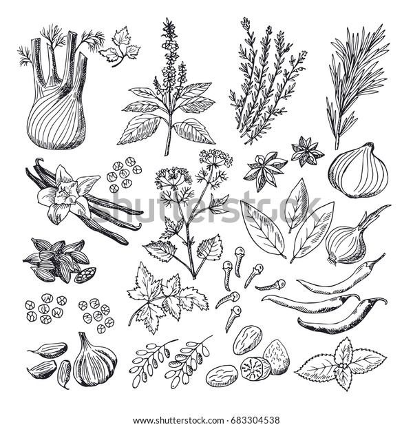 香辛料やハーブのイラストをスケッチします ビンテージ手描きのベクトル 植物学の香辛料とビンテージ植物 のベクター画像素材 ロイヤリティフリー 683304538