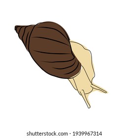 Sketch image of a snail. Line drawing