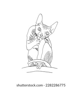 Sketch with the image of a Sphinx cat washing its paw