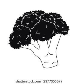 Sketch of an inflorescence. Vector black and white illustration of a brockie in doodle style isolated on a white background. Vegetarian.