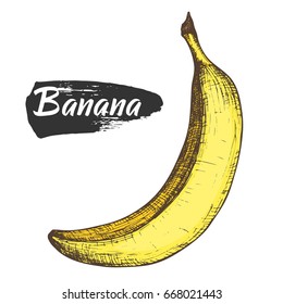 Sketch ink colorful vintage banana illustration, draft silhouette drawing, isolated on white background. Food graphic etching design.