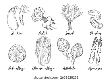 Sketch ink food vector. Vegetables outline line. Farm products. Cucumber, beetroot, zucchini, cabbage