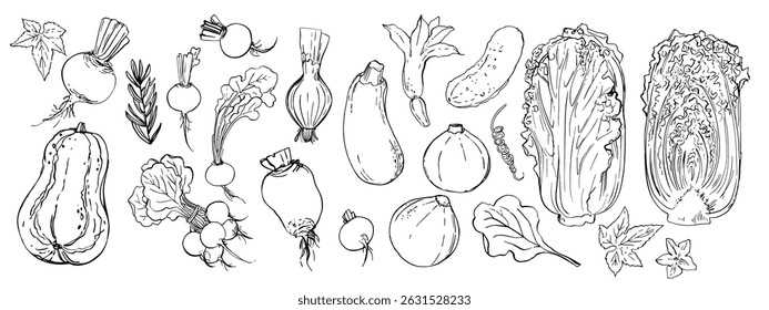 Esboço de tinta de vetor de alimentos. Linha de contorno de legumes. Produtos agrícolas. Pepino, abóbora, beterraba, abobrinha, repolho