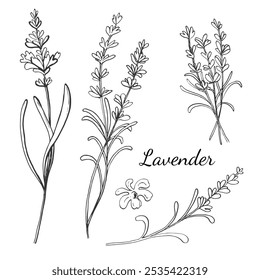 Sketch ink graphic lavender flowers set illustration, draft silhouette drawing, black on white line art. Botanical vintage etching floral design.
