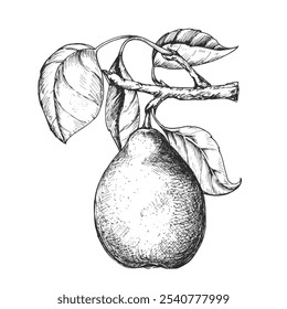 Sketch ink graphic pear on branch illustration, draft silhouette drawing, black on white line art. Botanical vintage etching food design.