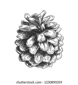 Sketch ink graphic pine cone illustration, draft silhouette drawing, line art isolated on white background. Botanical vintage etching design.