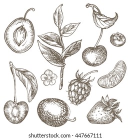 Sketch Ink Hand-drawn illustration in vintage style. Healthy and organic food. Image of plums, cherries, raspberries, strawberries.