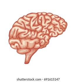 Sketch Ink Human Brain, hand drawn, Engraved Anatomical illustration. Vector illustration
