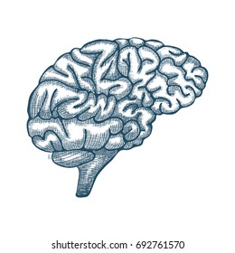 Sketch Ink Human Brain, hand drawn, Engraved Anatomical illustration. Vector illustration