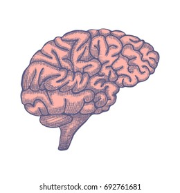 Sketch Ink Human Brain, hand drawn, Engraved Anatomical illustration. Vector illustration