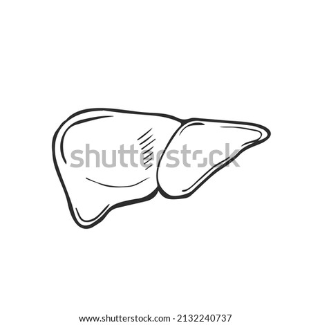 Sketch Ink Human liver, hand drawn, doodle style, Engraved Anatomical illustration
