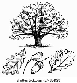 Sketch ink oak tree. hand drawn acorn and leaf. vector illustration on a white background