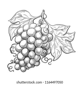 Sketch ink vintage grape with leaves illustration, draft  drawing, black isolated on white background. Food graphic etching design.