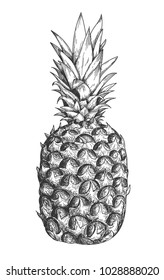 53,799 Drawing pineapple Images, Stock Photos & Vectors | Shutterstock