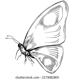 Sketch insects butterfly drawing illustration. Wild nature engraved style illustration. Detailed animals product sketch. The best for design logo, menu, label, icon, stamp.