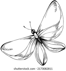 Sketch insects butterfly drawing illustration. Wild nature engraved style illustration. Detailed animals product sketch. The best for design logo, menu, label, icon, stamp.