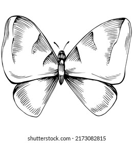 Sketch insects butterfly drawing illustration. Wild nature engraved style illustration. Detailed animals product sketch. The best for design logo, menu, label, icon, stamp.