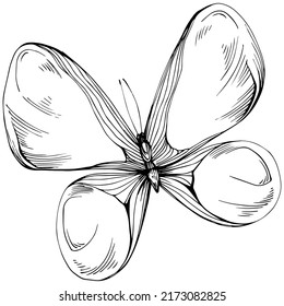 Sketch insects butterfly drawing illustration. Wild nature engraved style illustration. Detailed animals product sketch. The best for design logo, menu, label, icon, stamp.